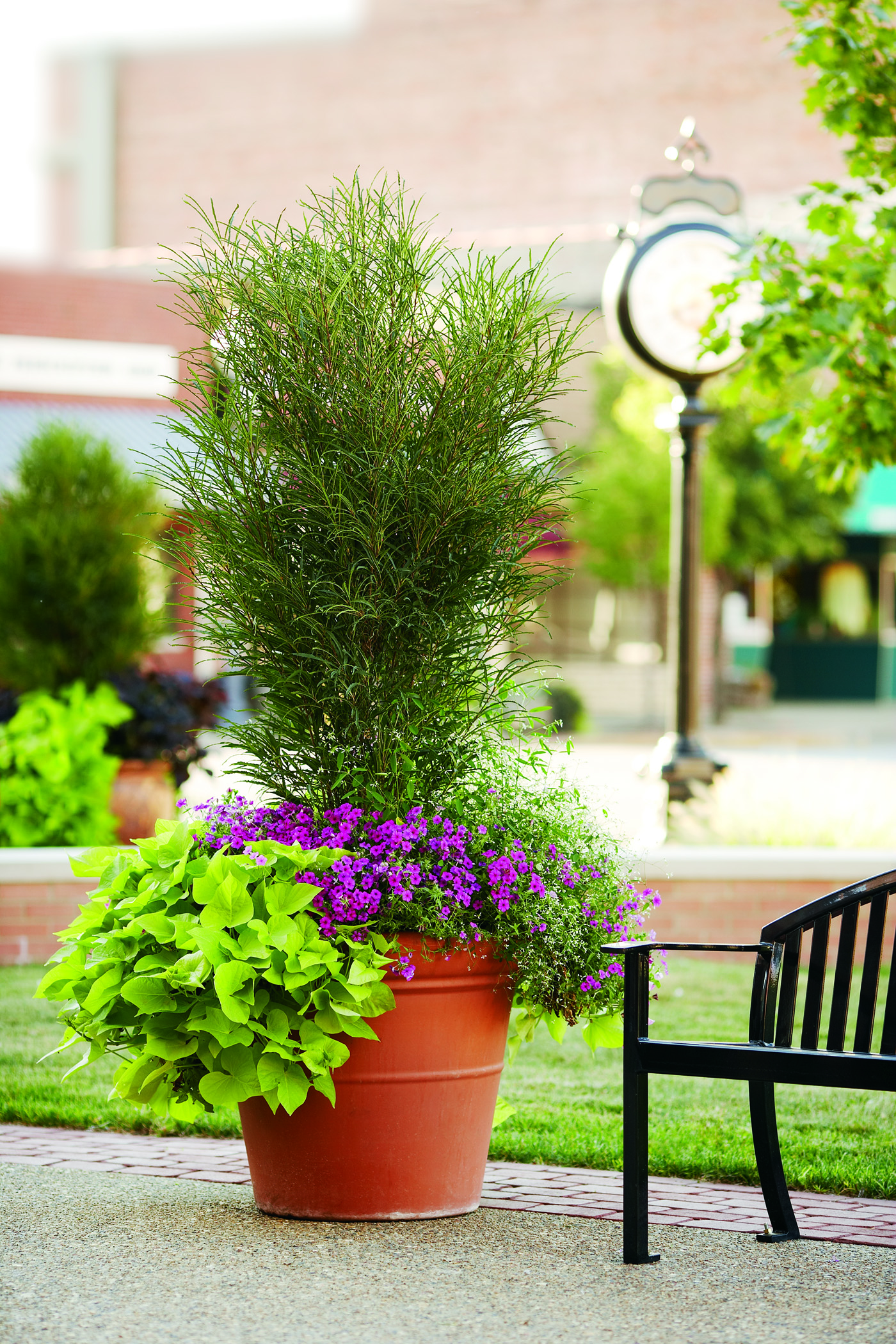 Крушина ломкая Файн Лайн